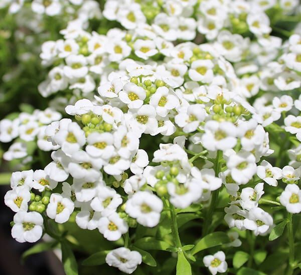 Alyssum White blooms in a cluster