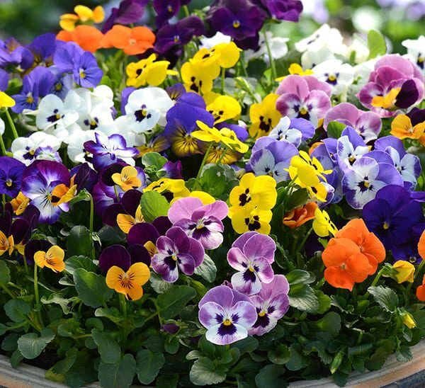 Violas Mix of various colors in bloom