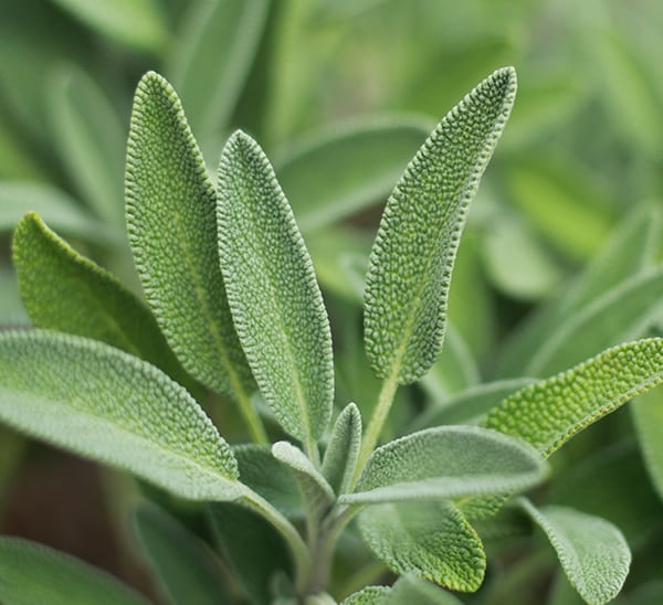 Close up of leaves for culinary Sage