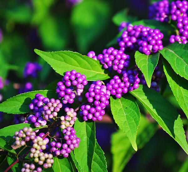 American Beautyberry