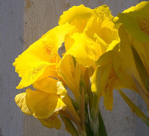 Canna Lily