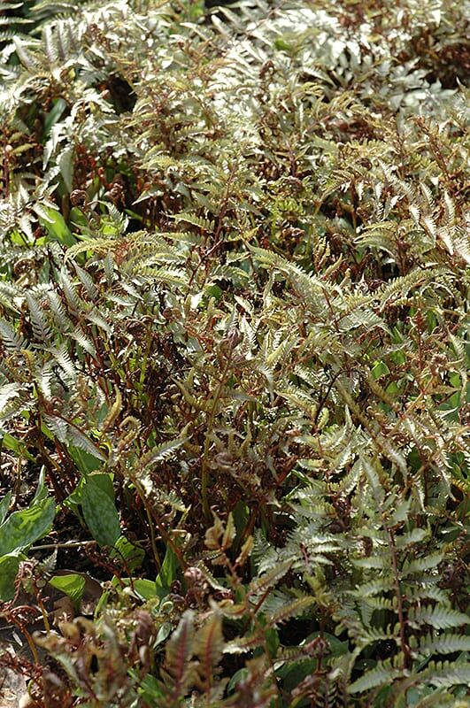 Japanese painted fern