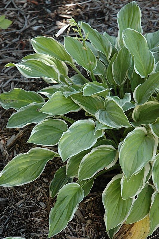 so sweet hosta