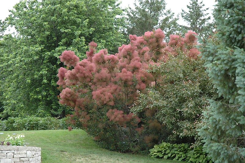 royal purple smokebush