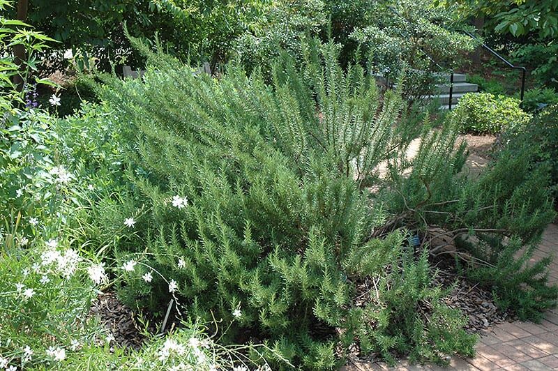 tuscan blue rosemary