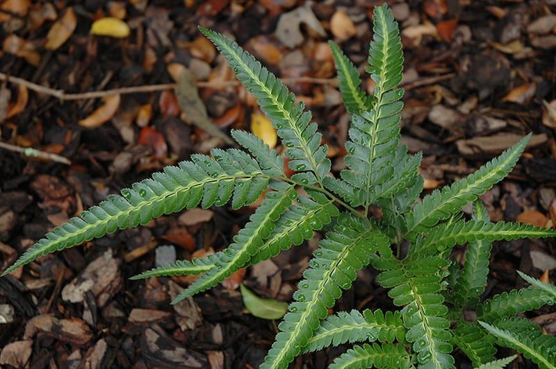 Variegated Holly Fern