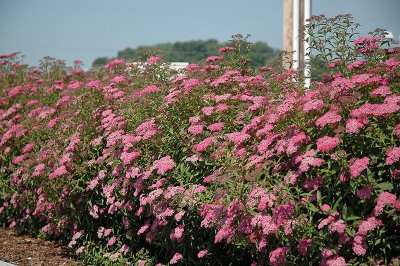 Anthony waterer spirea