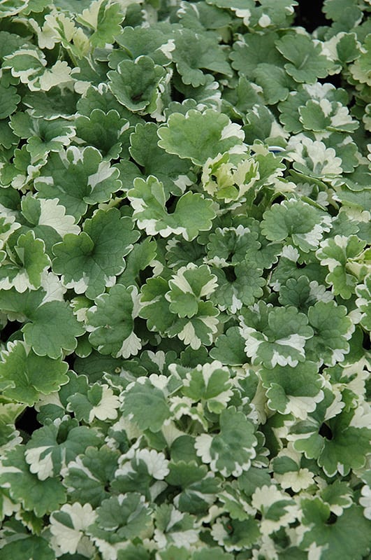 variegated ground ivy