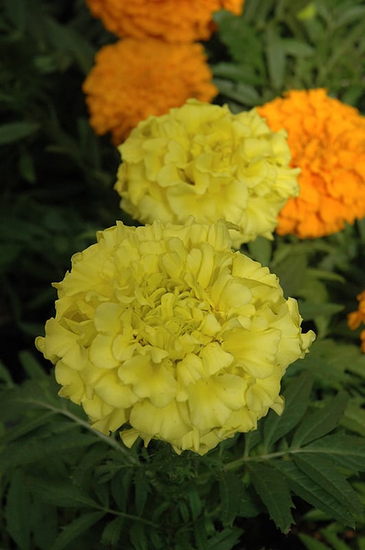 taishan yellow marigold