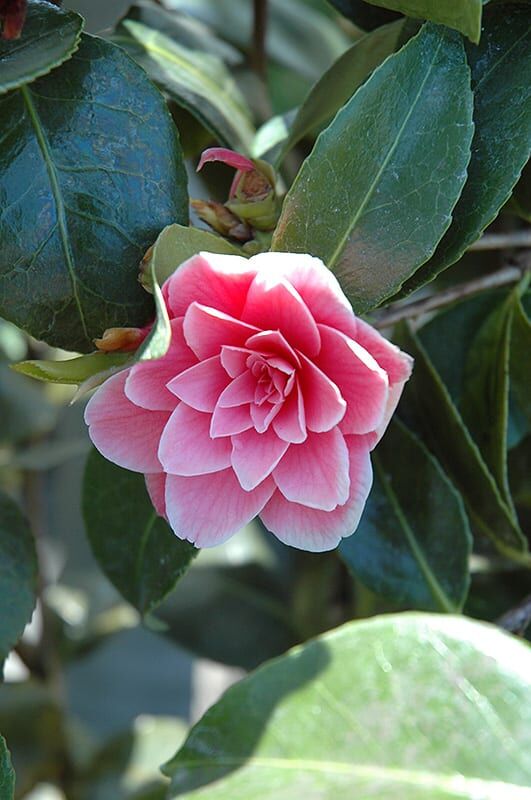 turandot camellia