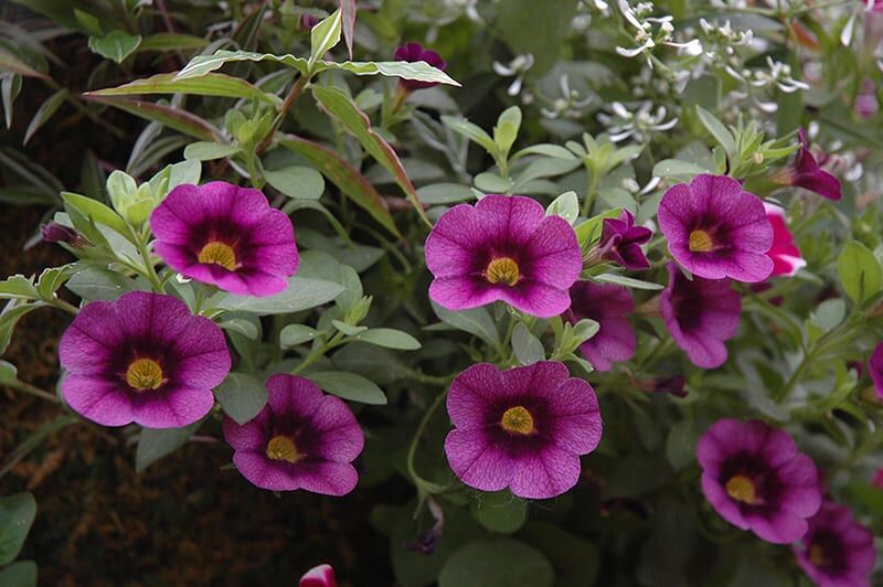 superbells grape punch calibrachoa