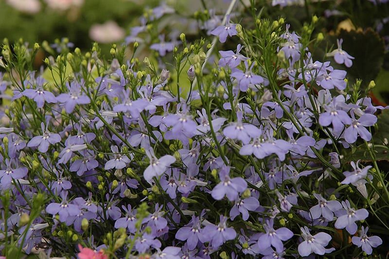 laguna sky blue lobelia