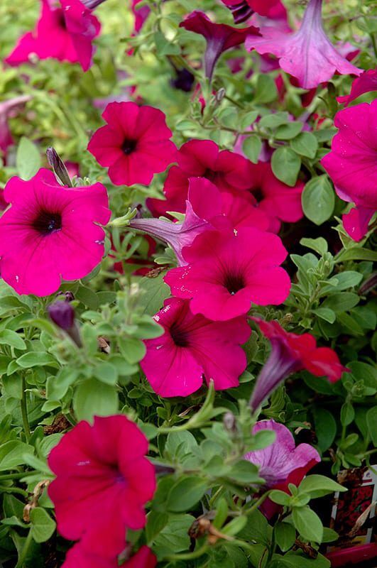 wave purple classic petunia