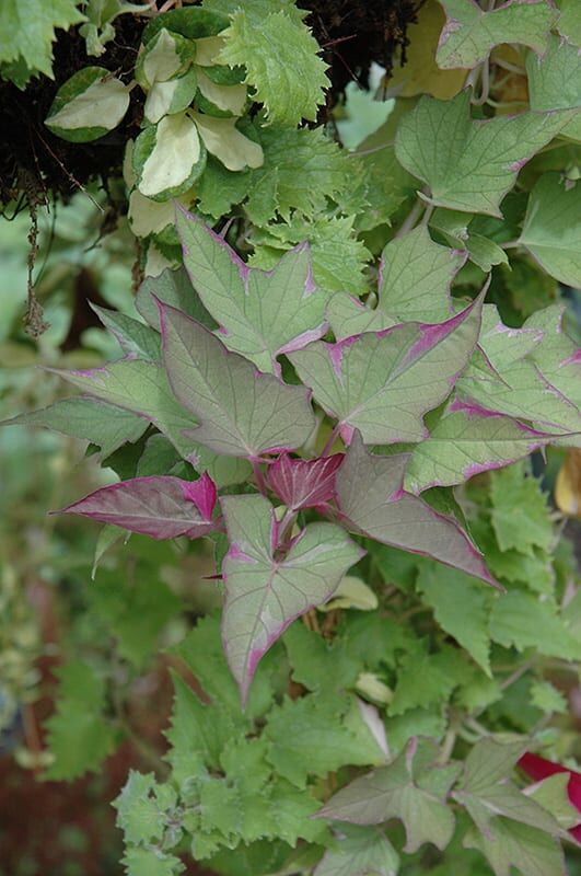 tricolor sweet potato