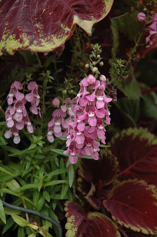 angel face pink angelonia