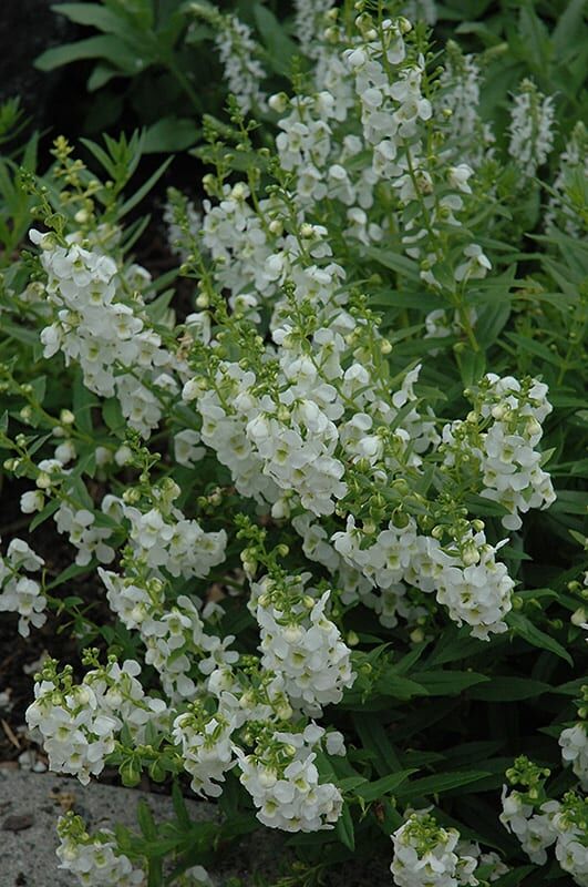 archangel white angelonia