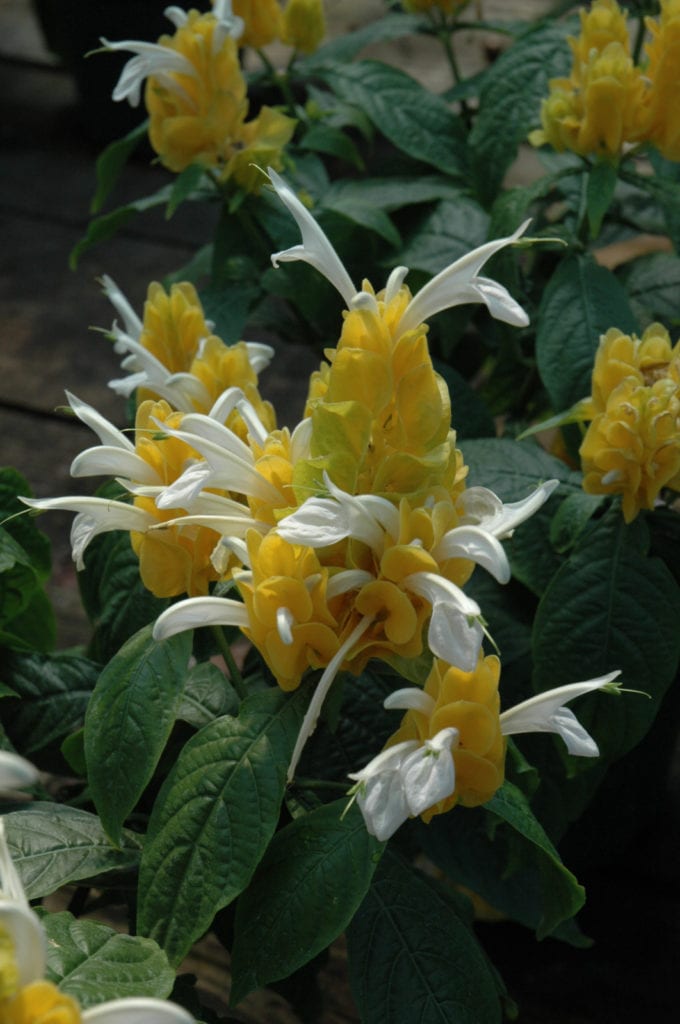 Golden Shrimp Plant