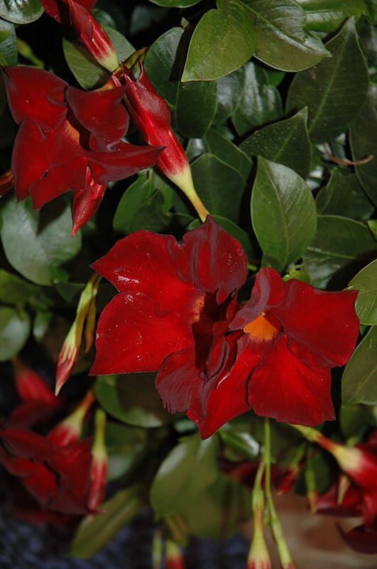 sun parasol giant crimson mandevilla