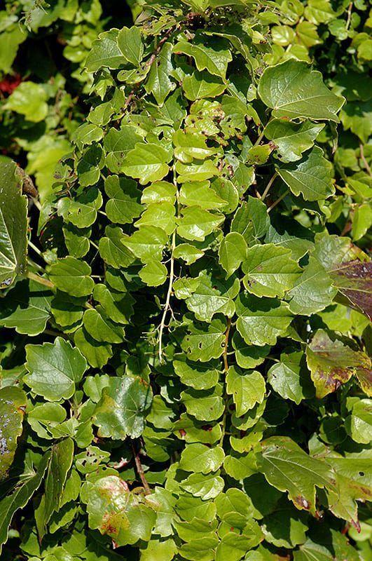 green showers boston ivy