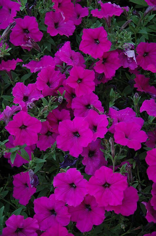 easy wave violet petunia