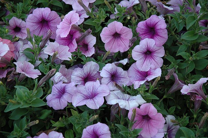 easy wave plum vein petunia