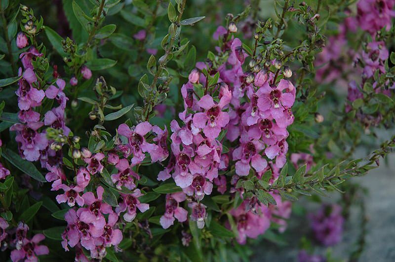 archangel dark rose angelonia