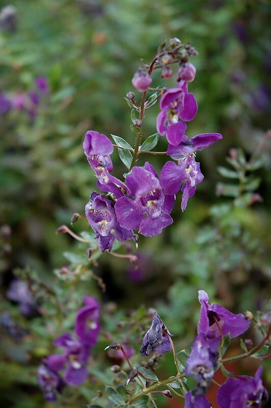 angel face blue angelonia