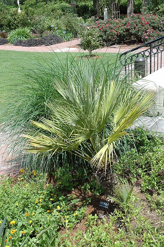 Mexican fan palm