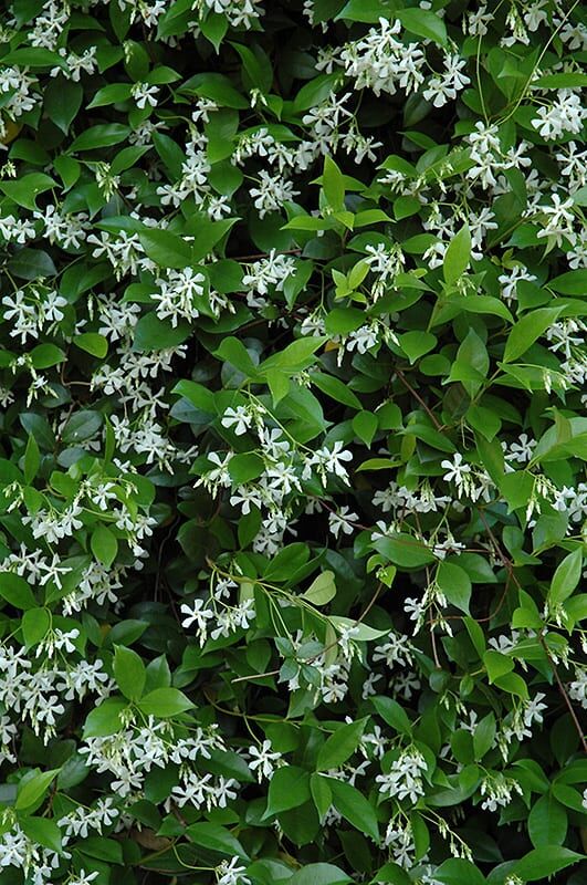 star jasmine