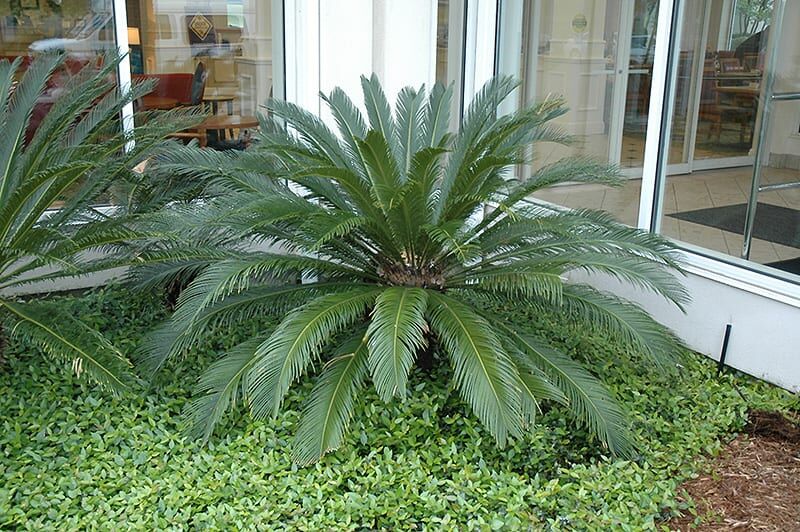 Japanese sago palm