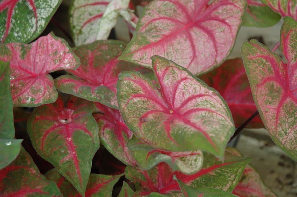 Fannie Munson Caladium