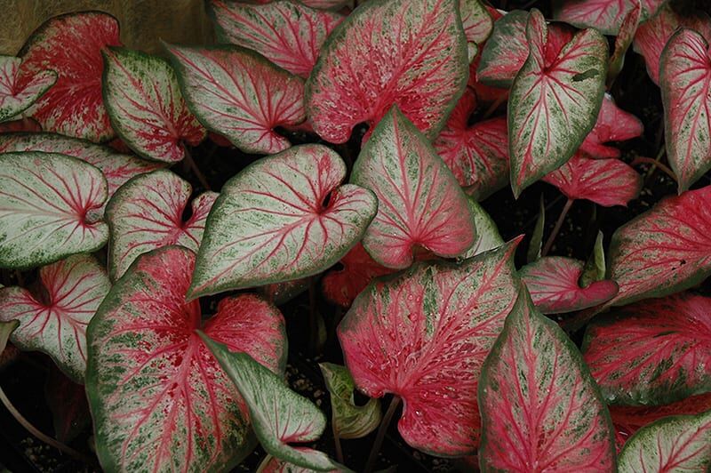 Carolyn whorton caladium