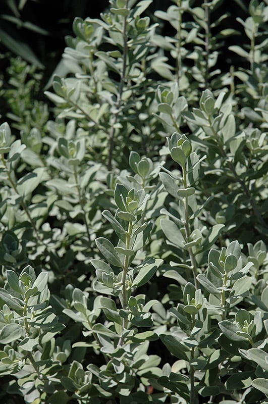 compact texas sage