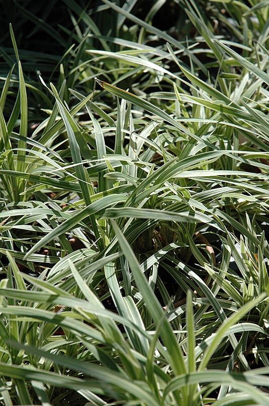 aztec grass