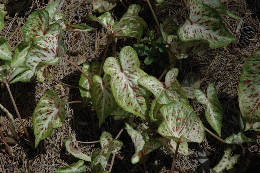 Gingerland Caladium