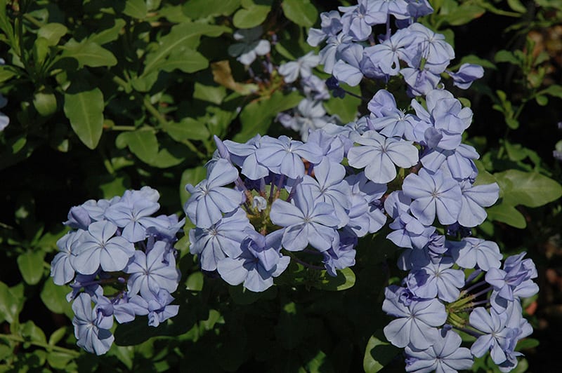 dark blue plumbago