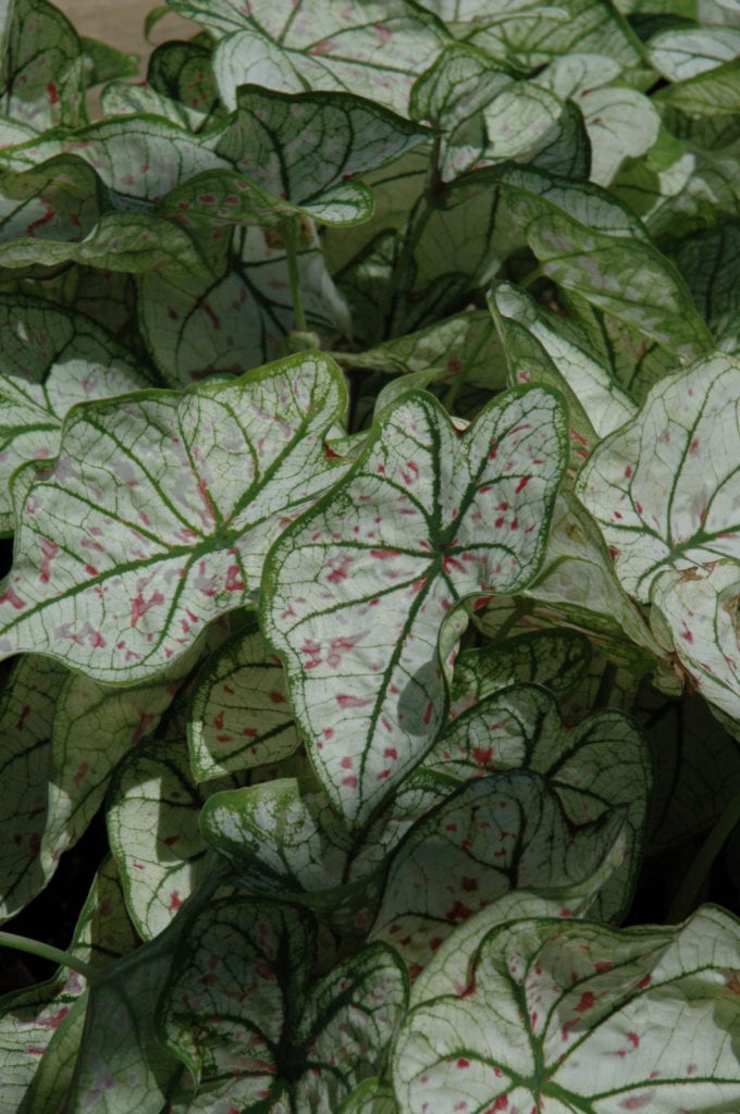 Candidum Jr. Caladium