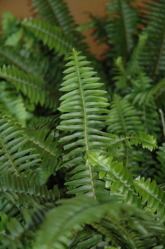 Kimberly queen fern