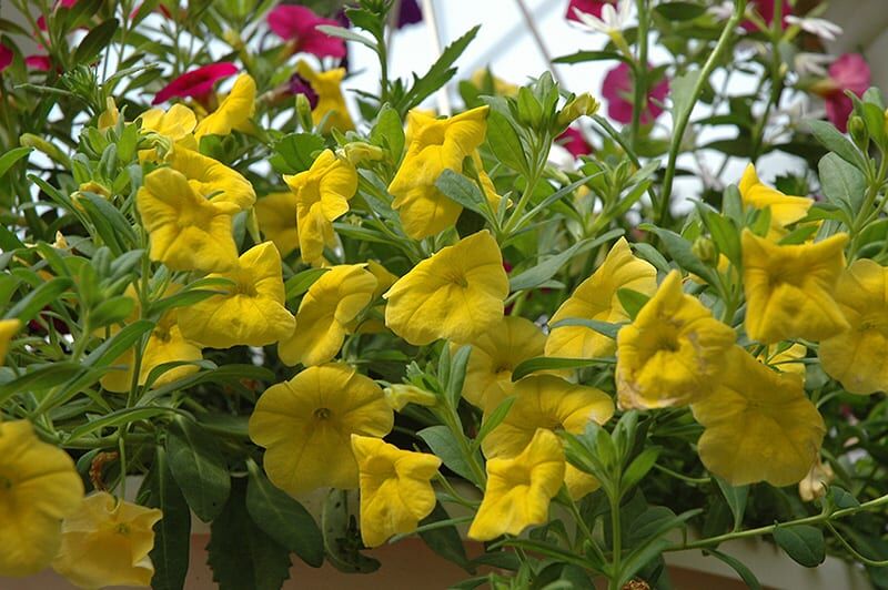 superbells yellow calibrachoa