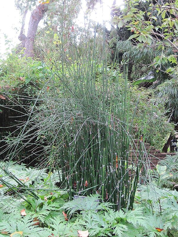 horsetail