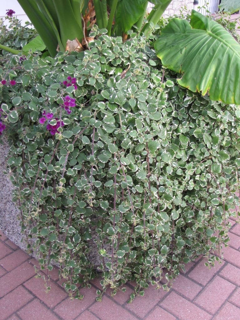 Swedish Ivy