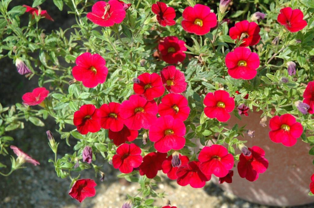 Superbells Red Calibrachoa