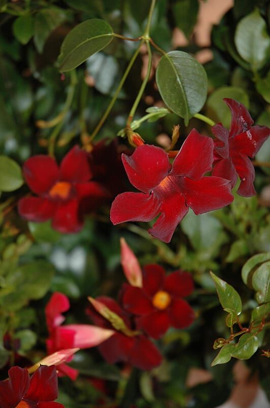 sun parasol pretty deep red