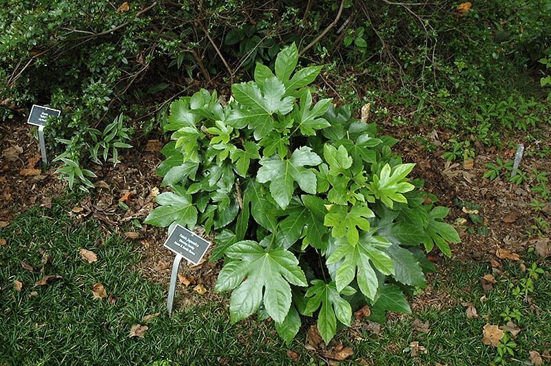 Japanese fatsia