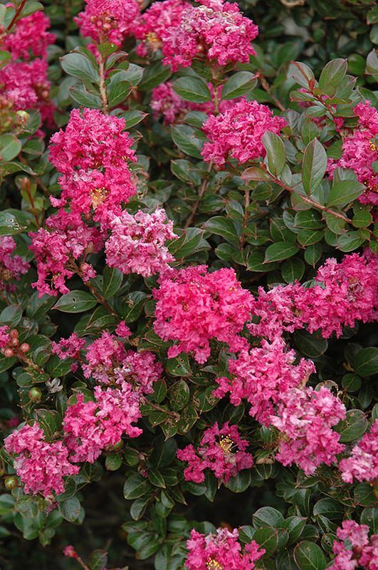 pocomoke crapemyrtle