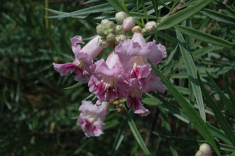 desert willow