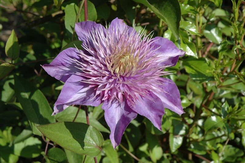 multi blue clematis