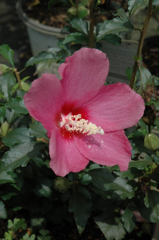 lil kim red rose of sharon