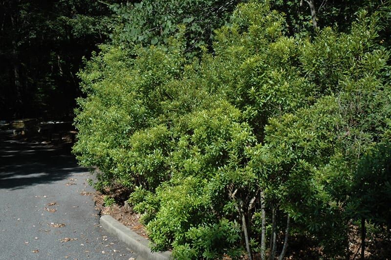 southern wax myrtle