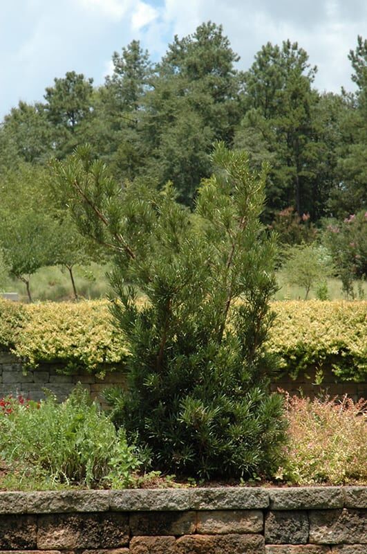 shrubby podocarpus